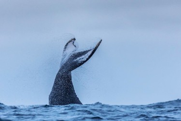 071A5308 Humpback Whales Ecuador