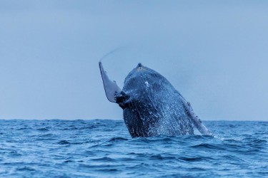 071A5338 Humpback Whales Ecuador