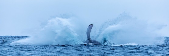 071A5352 Humpback Whales Ecuador
