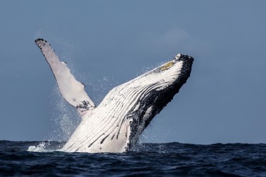 996A6851 Humpback Whales Ecuador