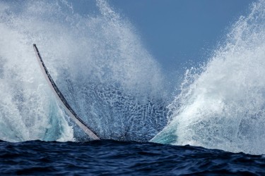 996A6904 Humpback Whales Ecuador