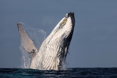 996A6932 Humpback Whales Ecuador
