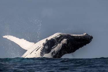 996A6936 Humpback Whales Ecuador