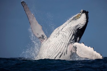 996A6942 Humpback Whales Ecuador