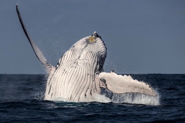 996A6957 Humpback Whales Ecuador