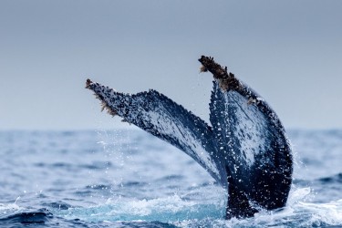 996A7480 Humpback Whales Ecuador