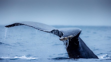 996A7543 Humpback Whales Ecuador