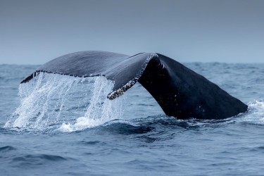 996A7613 Humpback Whales Ecuador