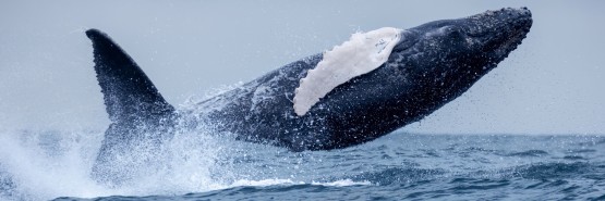 996A7666 Humpback Whales Ecuador