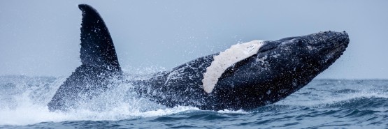 996A7667 Humpback Whales Ecuador