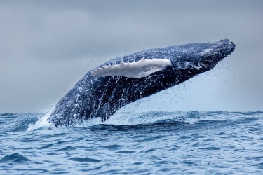 996A7689 Humpback Whales Ecuador