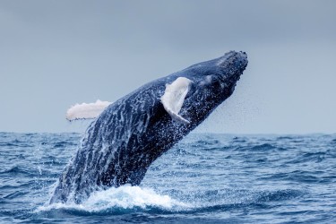 996A7696 Humpback Whales Ecuador