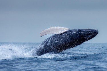 996A7711 Humpback Whales Ecuador