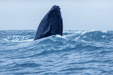 996A7720 Humpback Whales Ecuador