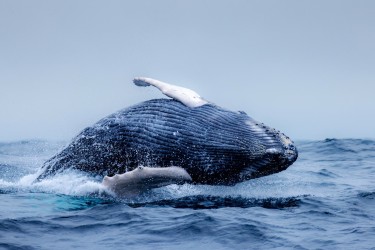 996A7800 Humpback Whales Ecuador