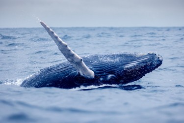996A7818 Humpback Whales Ecuador