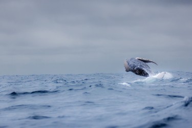 996A7903 Humpback Whales Ecuador
