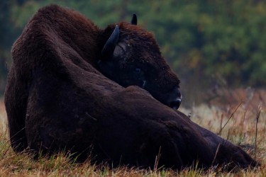 996A7998 European bison  Bison bonasus 