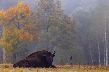 996A8026 European bison  Bison bonasus 