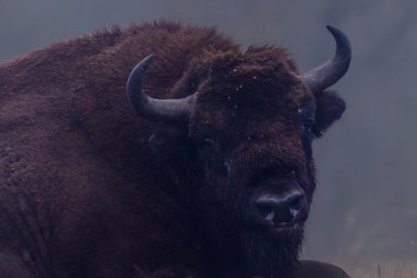 996A8054 European bison  Bison bonasus 