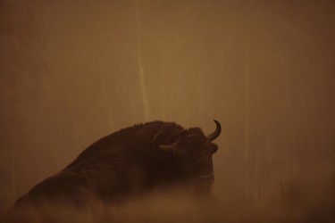996A8081 2 European bison  Bison bonasus 