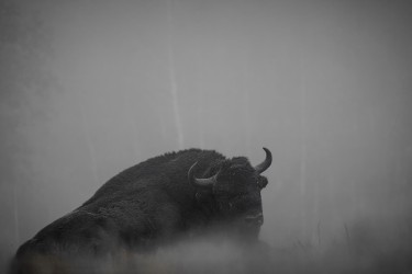 996A8081 European bison  Bison bonasus 