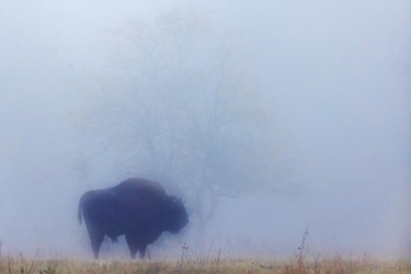 996A8154 European bison  Bison bonasus 