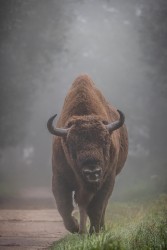 996A8265 European bison  Bison bonasus 