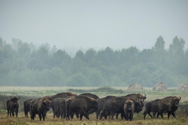 996A8364 European bison  Bison bonasus   Bia  owiez  a