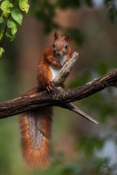 996A9022 red squirrel  Sciurus vulgaris 