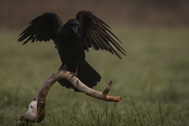 996A9894 common raven  Corvus corax 