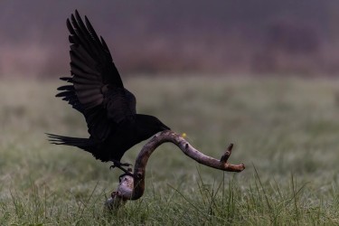 996A9927 common raven  Corvus corax 