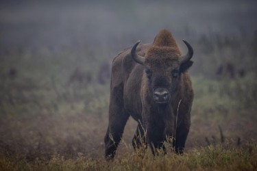 BS2A4395 European bison  Bison bonasus 