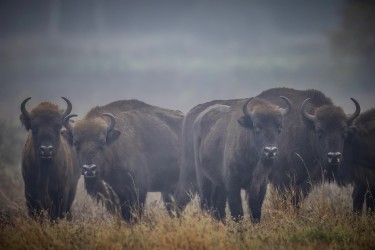 BS2A4420 European bison  Bison bonasus 