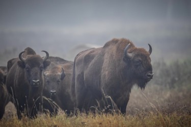 BS2A4432 European bison  Bison bonasus 