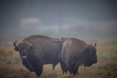 BS2A4482 European bison  Bison bonasus 