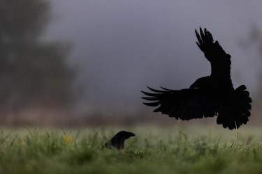 BS2A6254 common raven  Corvus corax 