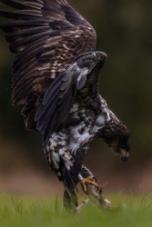 BS2A6969 Wt eagle  Haliaeetus albicilla 