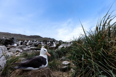 996A1463 black browed albatross  Thalassarche melanophris  Falkland Island
