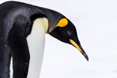 996A1487 king penguin  Aptenodytes patagonicus  Grytviken
