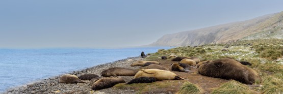 996A1572 southern elephant seal  Mirounga leonina  Grytviken