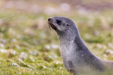 996A1602 Antarctic fur seal  Arctocephalus gazella  Grytviken