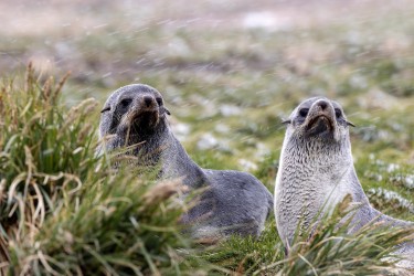 996A1618 Antarctic fur seal  Arctocephalus gazella  Grytviken