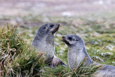 996A1620 Antarctic fur seal  Arctocephalus gazella  Grytviken