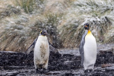 996A1683 king penguin  Aptenodytes patagonicus  Jason Habour