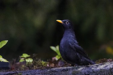 996A8785 common blackbird  Turdus merula