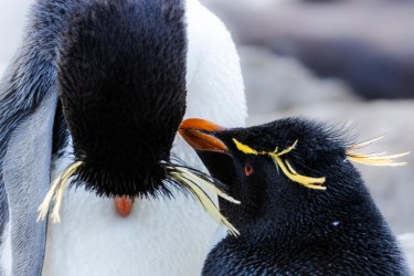 BS2A7486 rockhopper penguin  Eudyptes chrysocome  Falkland Island