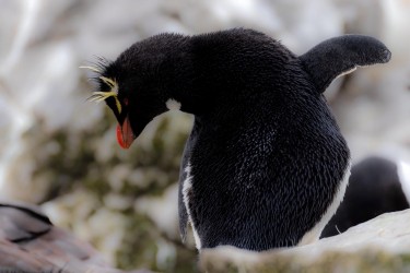 BS2A7641 rockhopper penguin  Eudyptes chrysocome  Falkland Island