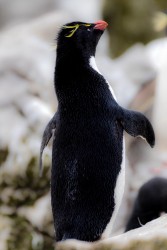 BS2A7645 rockhopper penguin  Eudyptes chrysocome  Falkland Island