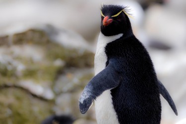 BS2A7677 rockhopper penguin  Eudyptes chrysocome  Falkland Island